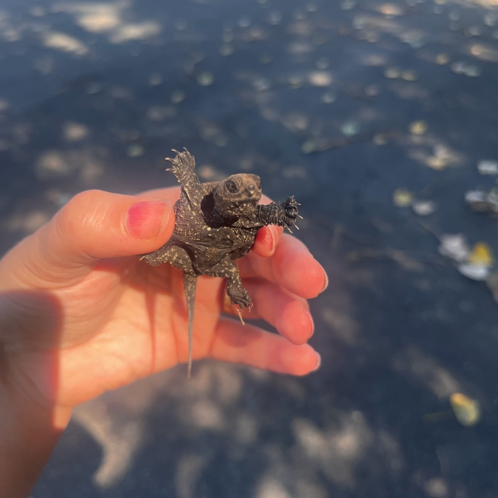 Small Black Turtle Figurine - Miniature Decorative Accent